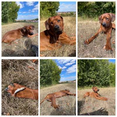Rhodesian Ridgeback-Beitrag-Bild