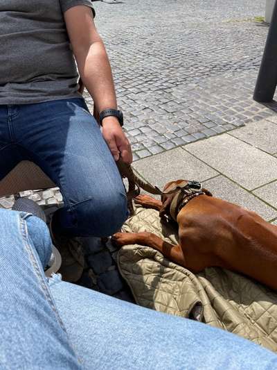 Rhodesian Ridgeback-Beitrag-Bild