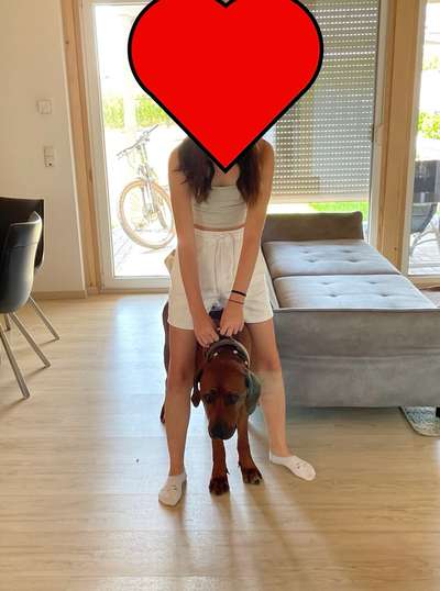 Rhodesian Ridgeback-Beitrag-Bild