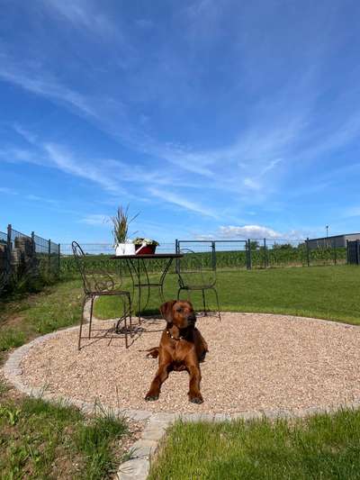 Rhodesian Ridgeback-Beitrag-Bild