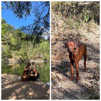 Rhodesian Ridgeback-Beitrag-Bild