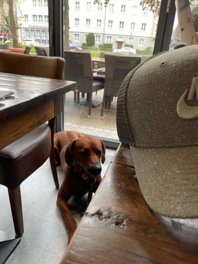 Rhodesian Ridgeback-Beitrag-Bild