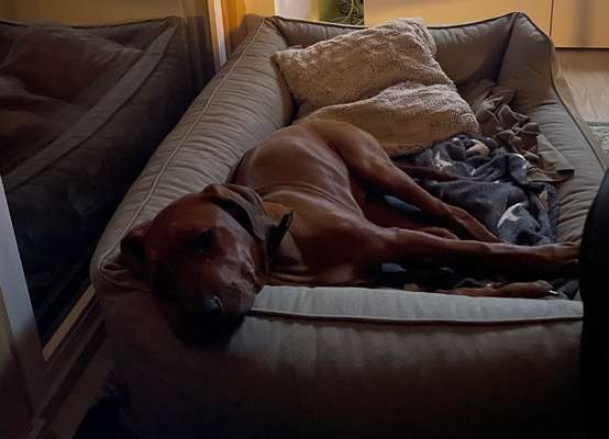 Rhodesian Ridgeback-Beitrag-Bild