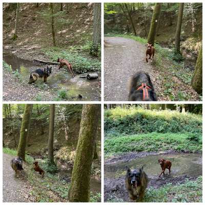 Rhodesian Ridgeback-Beitrag-Bild