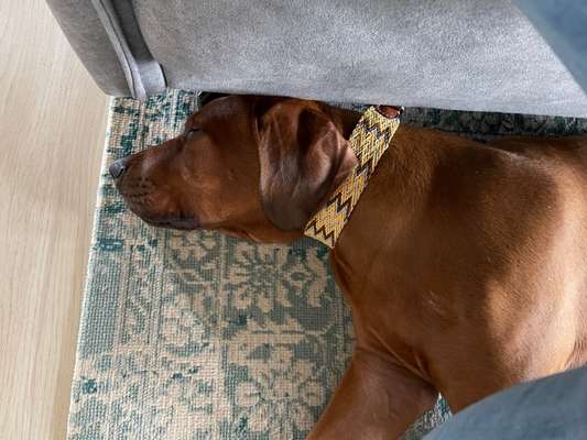 Rhodesian Ridgeback-Beitrag-Bild