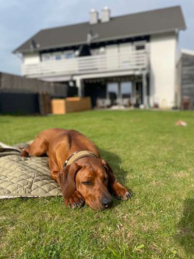 Rhodesian Ridgeback-Beitrag-Bild