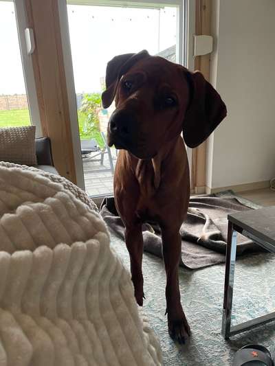 Rhodesian Ridgeback-Beitrag-Bild