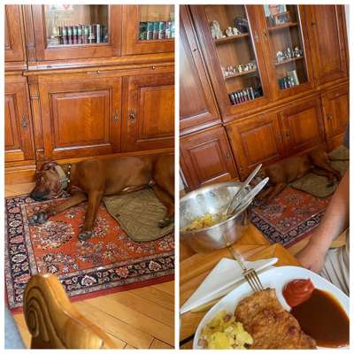 Rhodesian Ridgeback-Beitrag-Bild