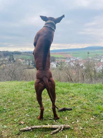 Rhodesian Ridgeback-Beitrag-Bild