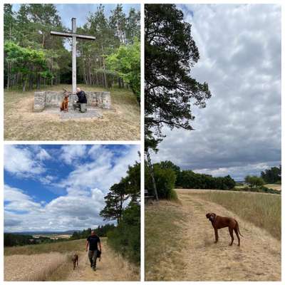 Rhodesian Ridgeback-Beitrag-Bild