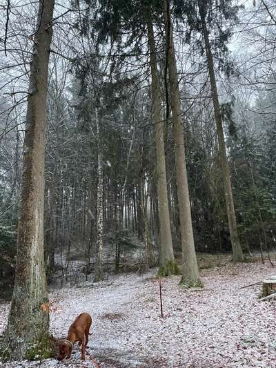 Rhodesian Ridgeback-Beitrag-Bild