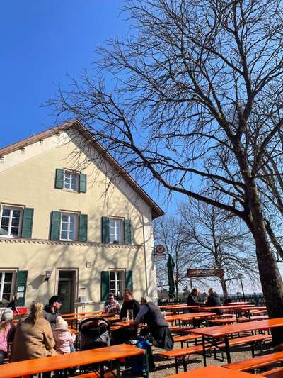 Rhodesian Ridgeback-Beitrag-Bild