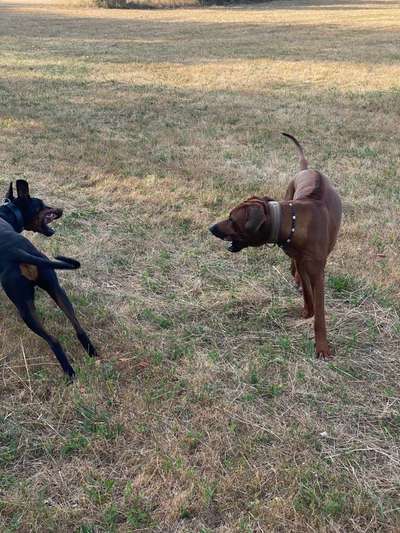 Rhodesian Ridgeback-Beitrag-Bild