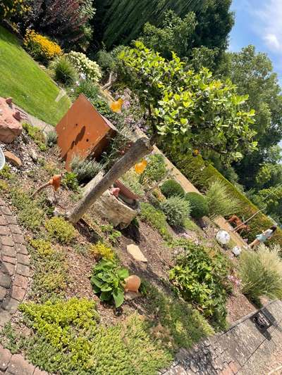 Rhodesian Ridgeback-Beitrag-Bild