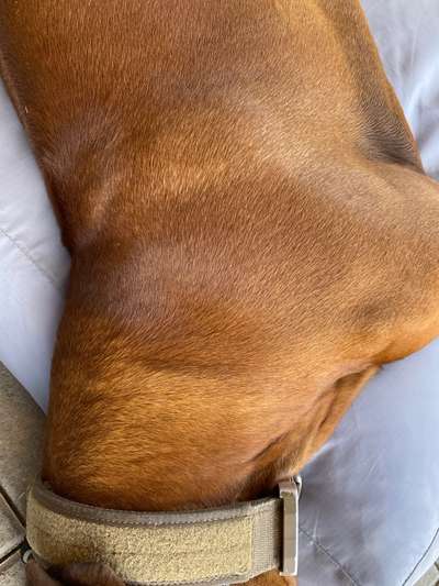 Rhodesian Ridgeback-Beitrag-Bild