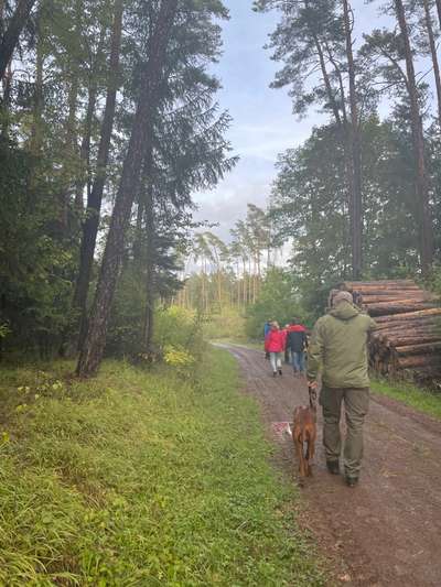 Rhodesian Ridgeback-Beitrag-Bild