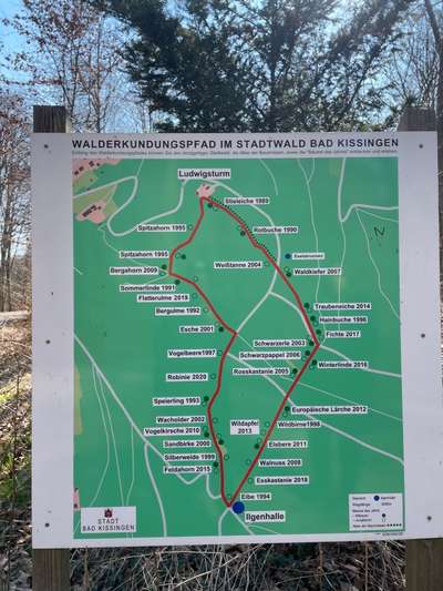 Rhodesian Ridgeback-Beitrag-Bild