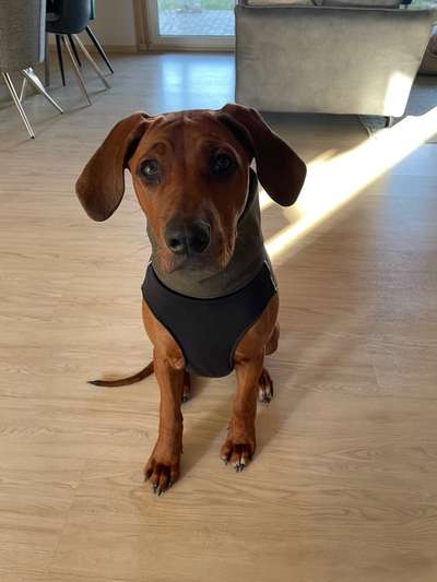 Rhodesian Ridgeback-Beitrag-Bild