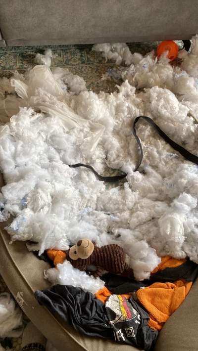 Rhodesian Ridgeback-Beitrag-Bild