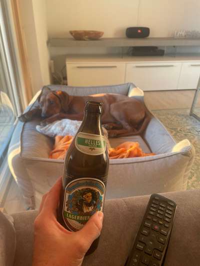 Rhodesian Ridgeback-Beitrag-Bild