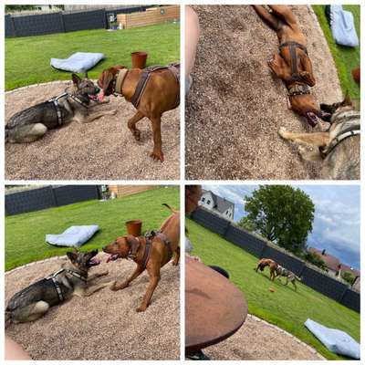 Rhodesian Ridgeback-Beitrag-Bild