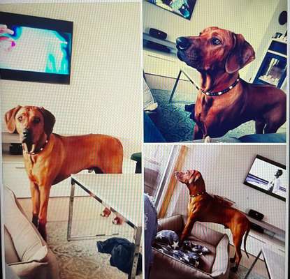 Rhodesian Ridgeback-Beitrag-Bild