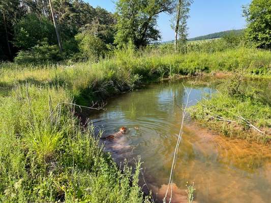 Rhodesian Ridgeback-Beitrag-Bild