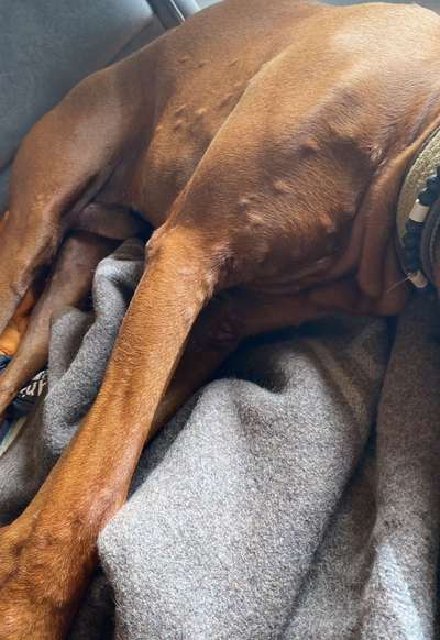 Rhodesian Ridgeback-Beitrag-Bild