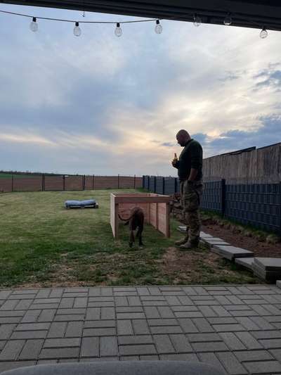 Rhodesian Ridgeback-Beitrag-Bild