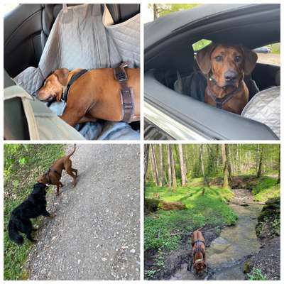 Rhodesian Ridgeback-Beitrag-Bild