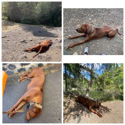 Rhodesian Ridgeback-Beitrag-Bild