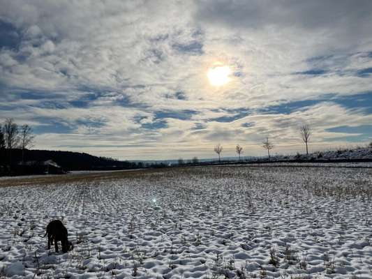 Rhodesian Ridgeback-Beitrag-Bild