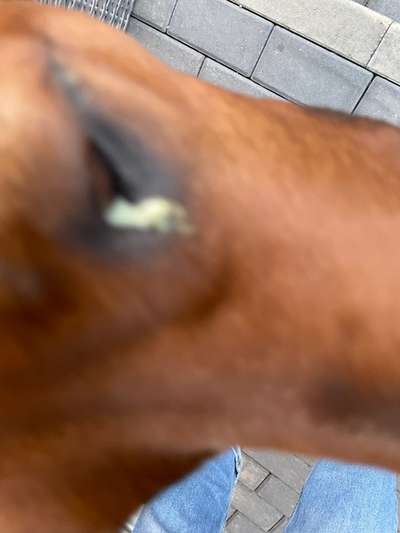 Rhodesian Ridgeback-Beitrag-Bild