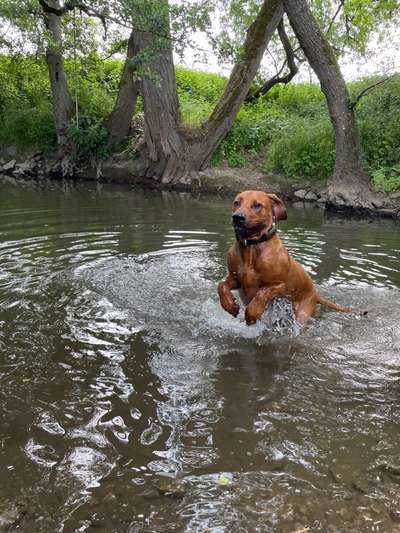 Rhodesian Ridgeback-Beitrag-Bild
