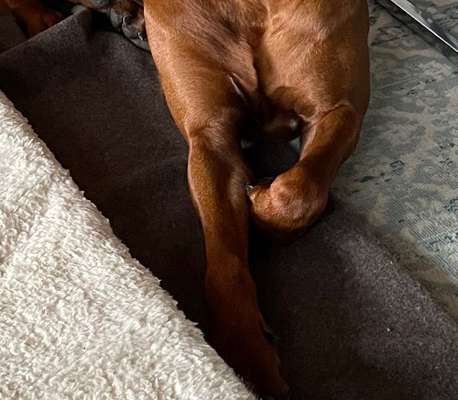 Rhodesian Ridgeback-Beitrag-Bild