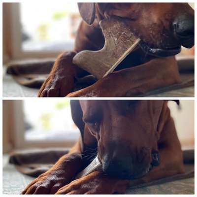 Rhodesian Ridgeback-Beitrag-Bild