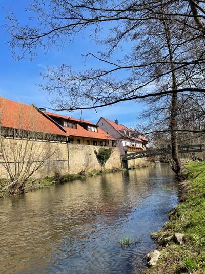 Rhodesian Ridgeback-Beitrag-Bild