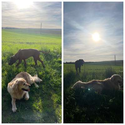 Rhodesian Ridgeback-Beitrag-Bild