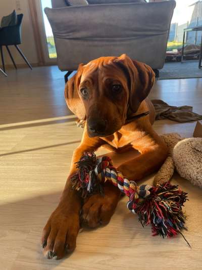 Rhodesian Ridgeback-Beitrag-Bild