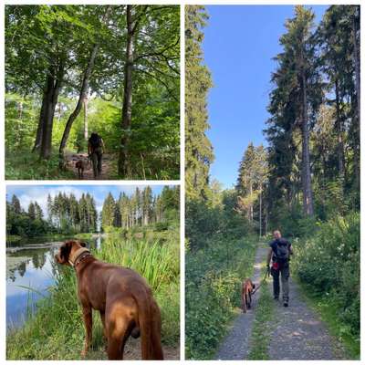 Rhodesian Ridgeback-Beitrag-Bild