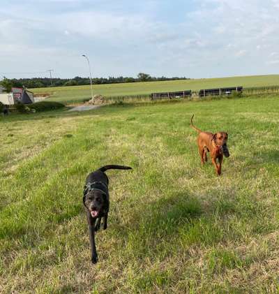 Rhodesian Ridgeback-Beitrag-Bild