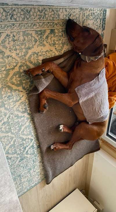 Rhodesian Ridgeback-Beitrag-Bild