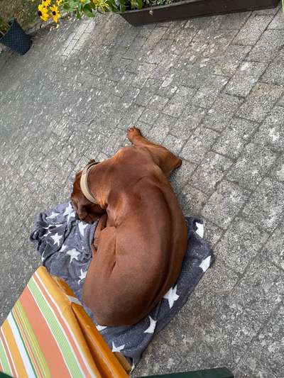 Rhodesian Ridgeback-Beitrag-Bild