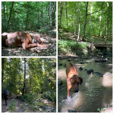 Rhodesian Ridgeback-Beitrag-Bild