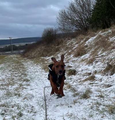 Rhodesian Ridgeback-Beitrag-Bild