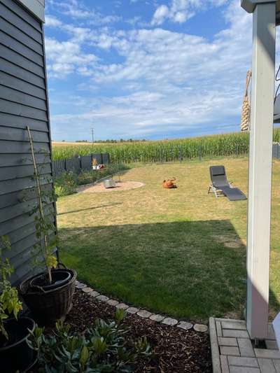 Rhodesian Ridgeback-Beitrag-Bild