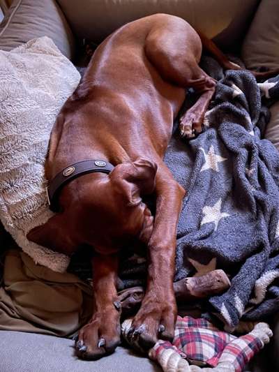 Rhodesian Ridgeback-Beitrag-Bild