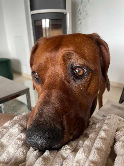 Rhodesian Ridgeback-Beitrag-Bild
