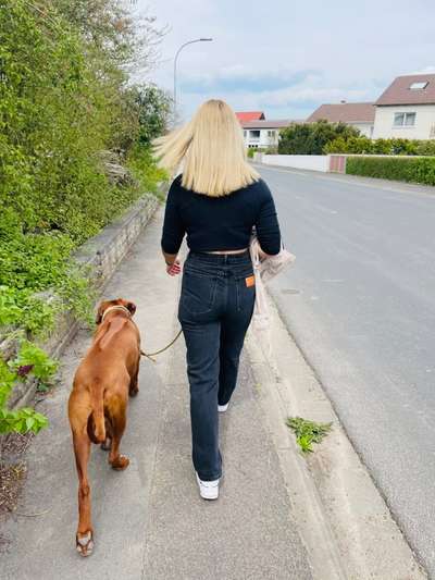 Rhodesian Ridgeback-Beitrag-Bild