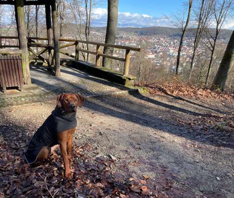Rhodesian Ridgeback-Beitrag-Bild